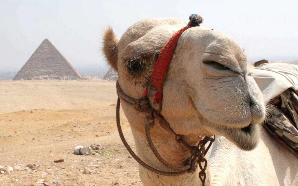 Египетский верблюд