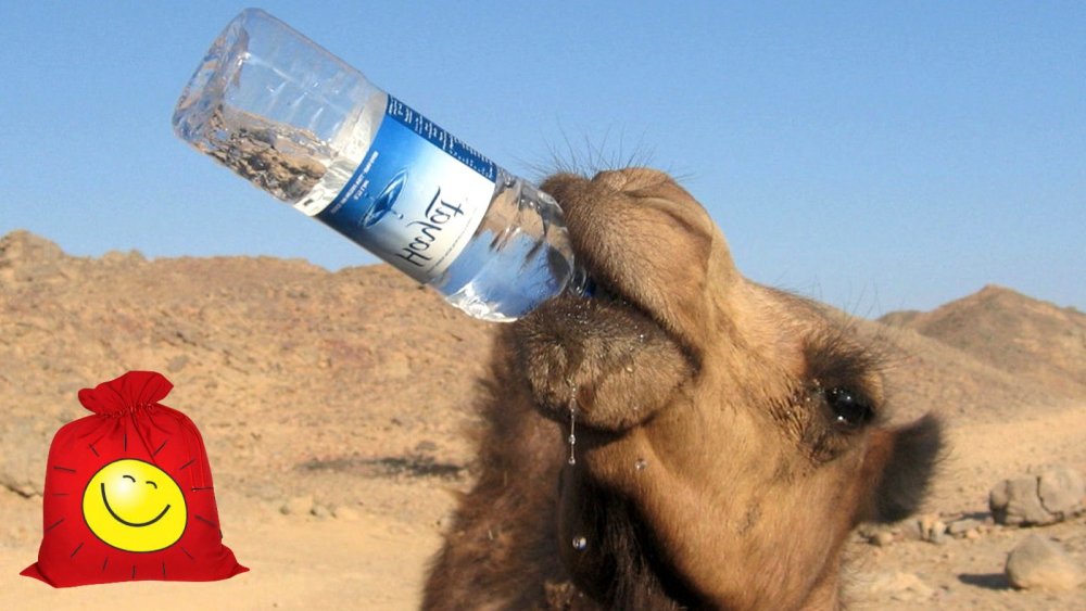 Верблюд пьет воду