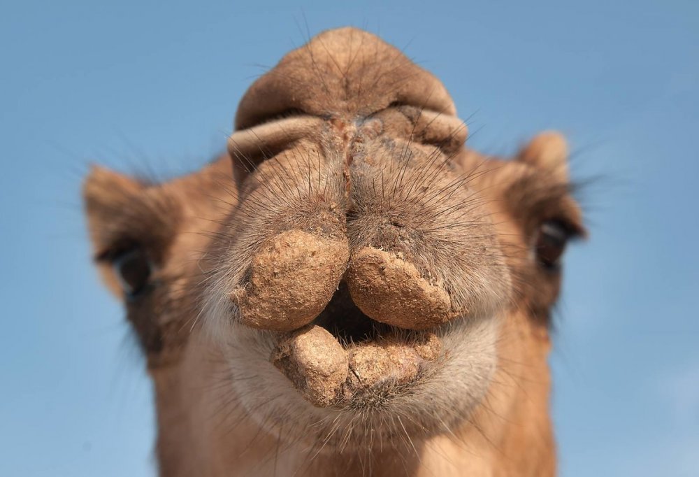 Верблюд улыбается