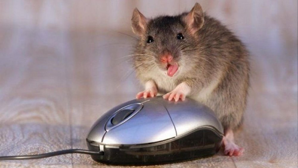 Прикольная мышка