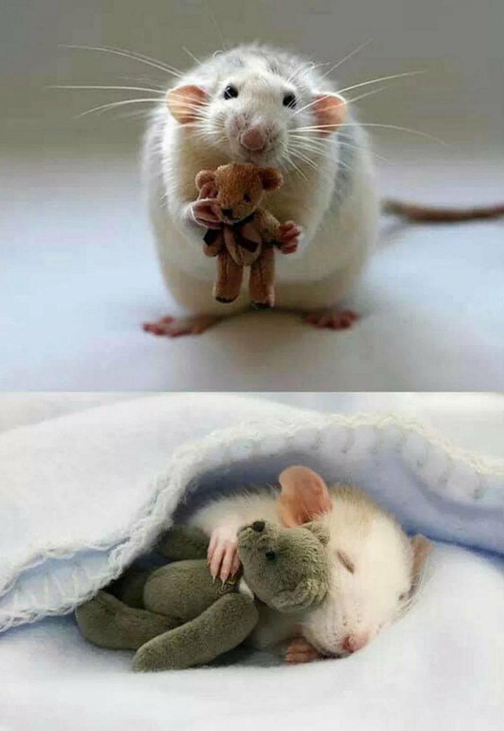 Прикольные мышки