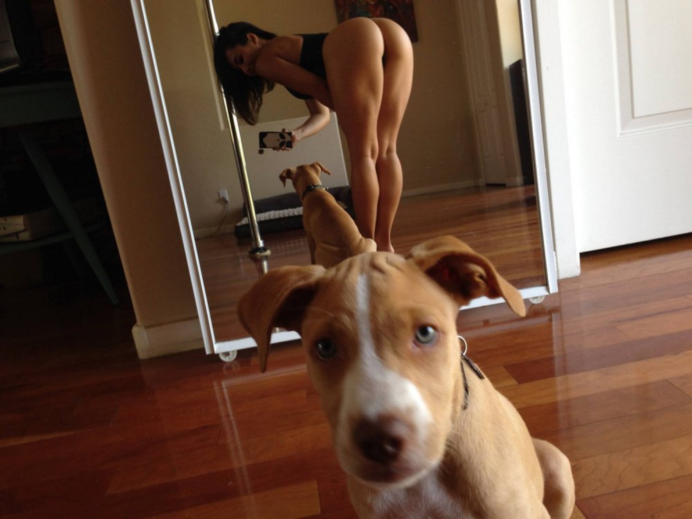 Собака перед зеркалом