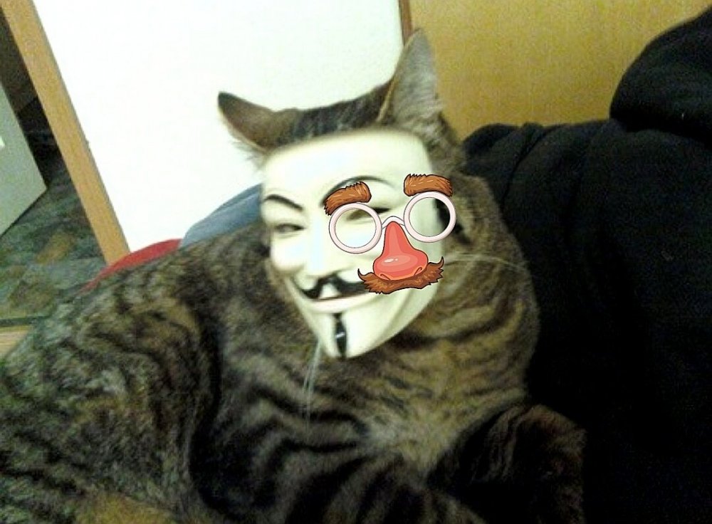 Кот в маске Анонимуса