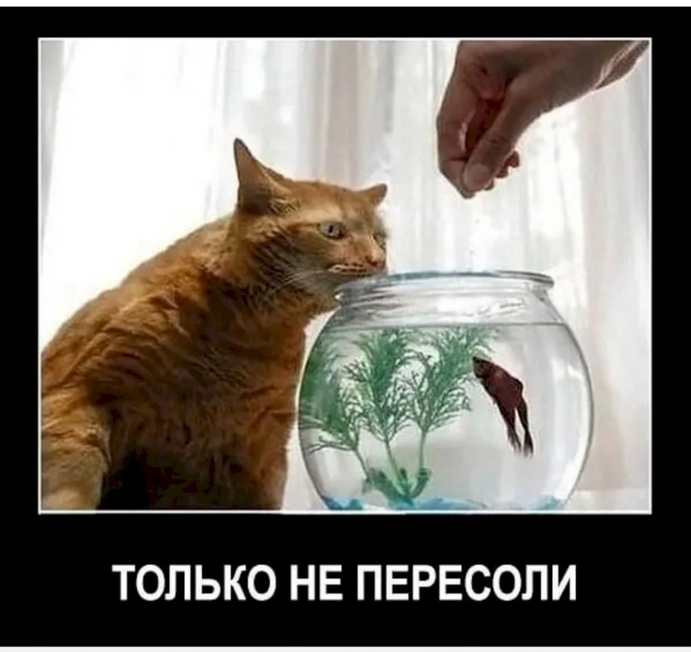 Демотиваторы с котами с рыбой