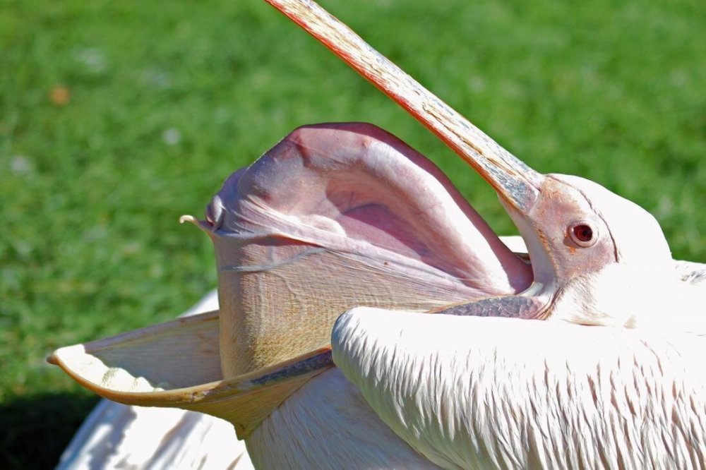 Пеликан зевает