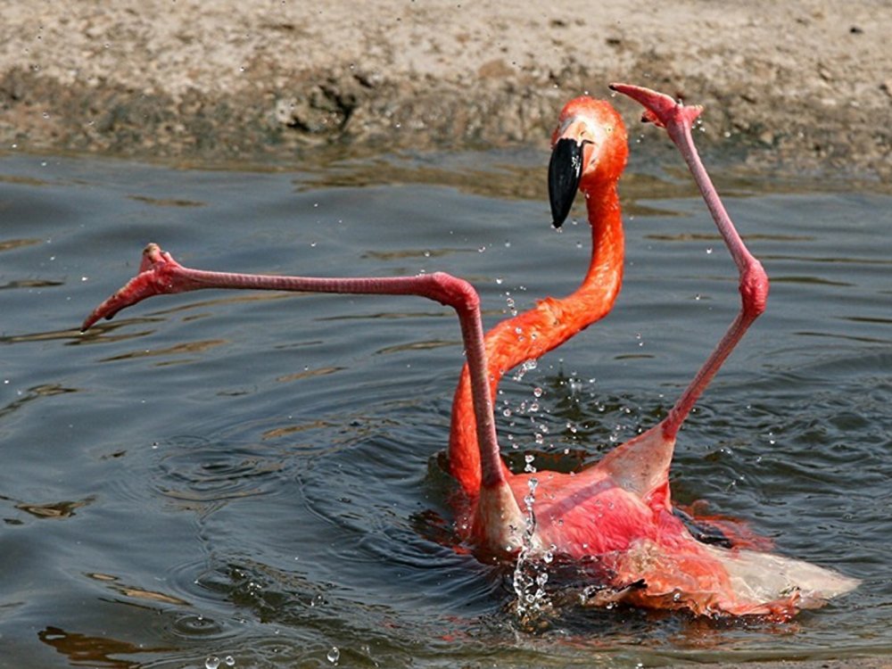 Страшный Фламинго