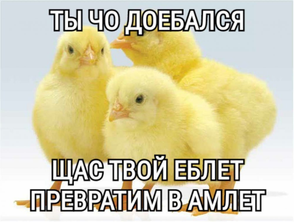 Мемы с цыплятами