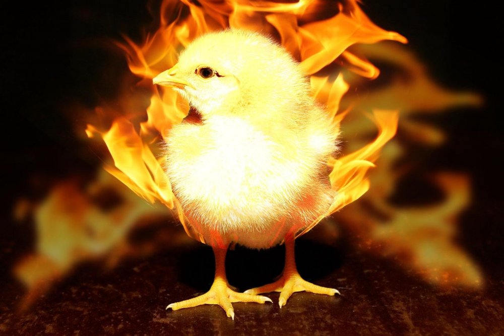Огненный цыпленок