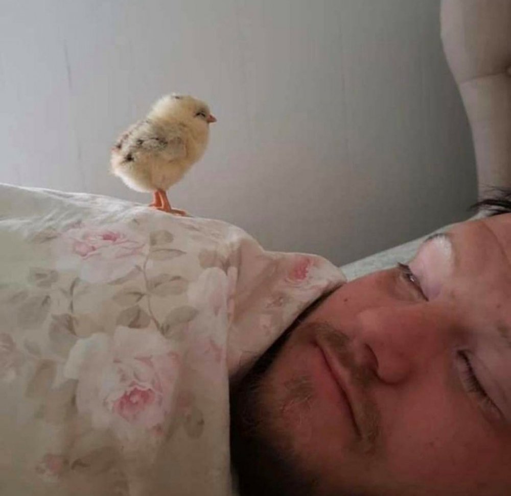 Картинка с цыпленком я проснулся