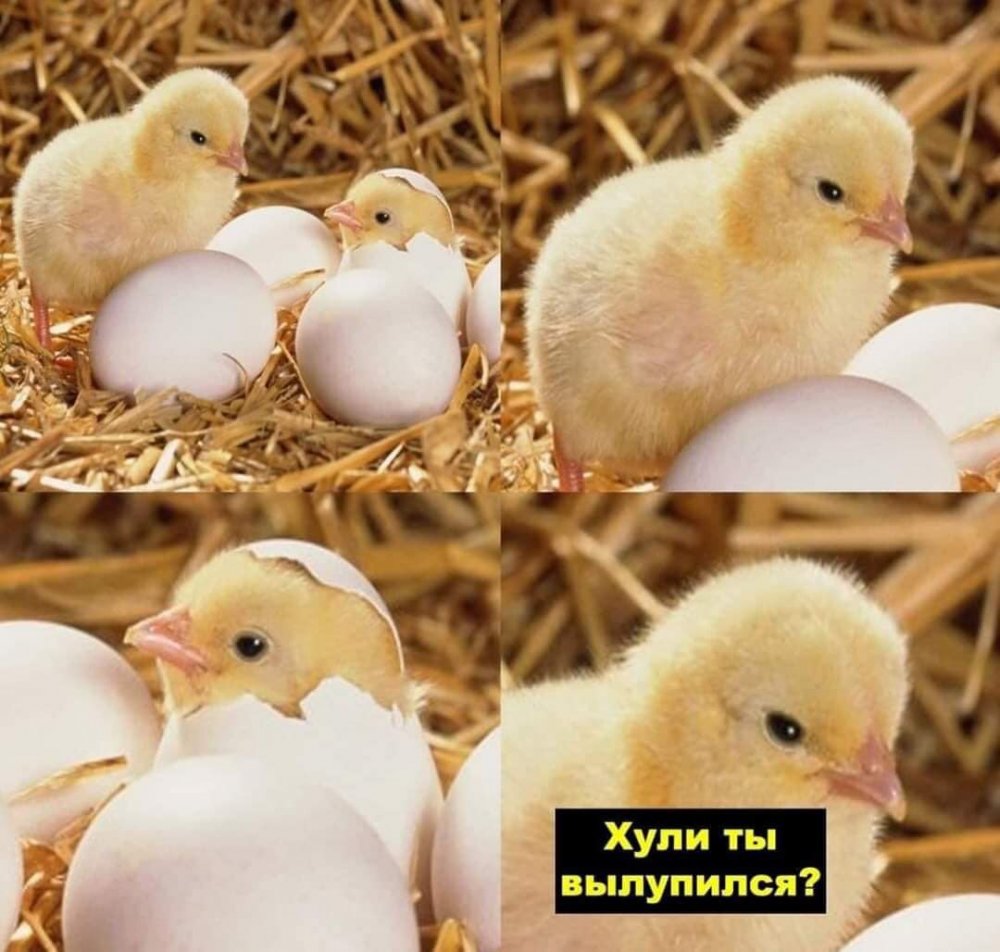 Мемы с цыплятами