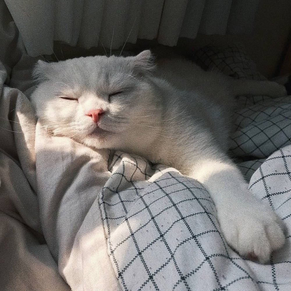Кот проснулся