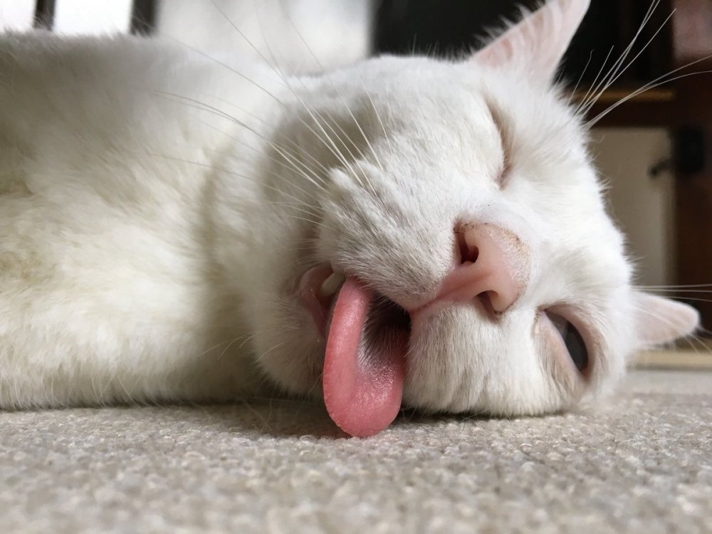 Белая кошка с высунутым языком
