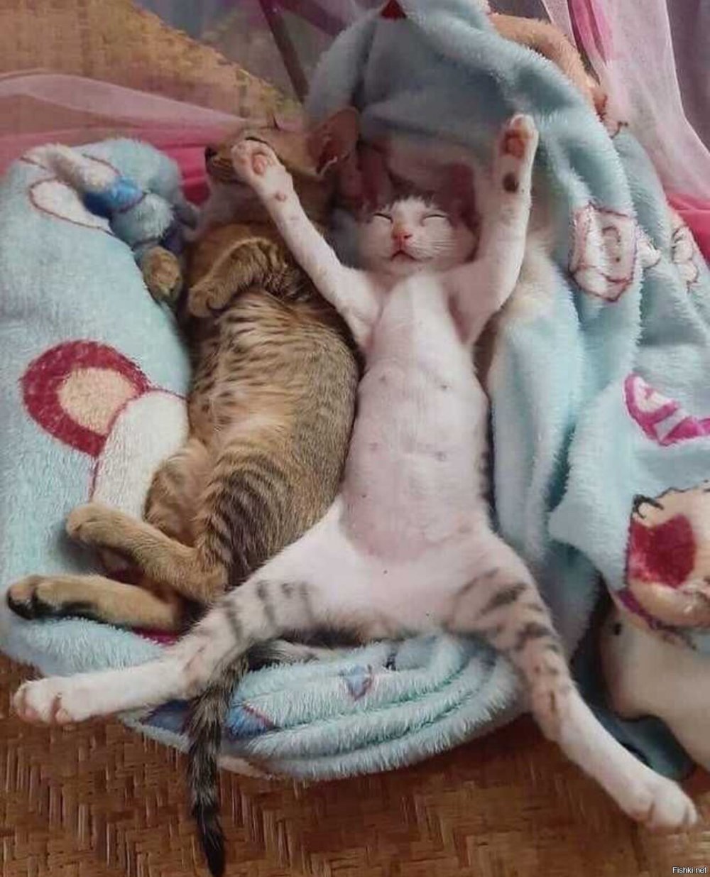 Спящие коты в смешных позах