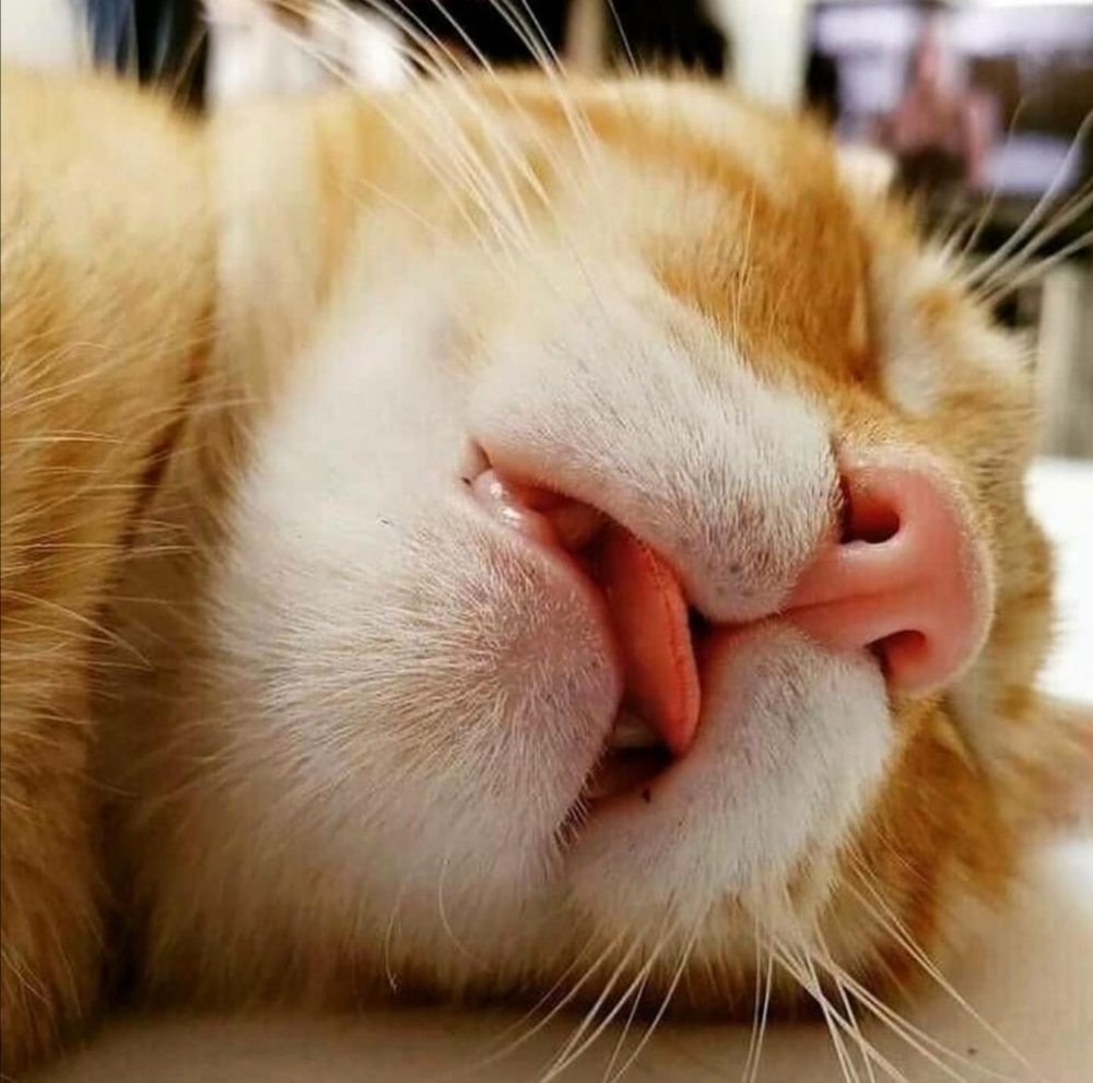 Сонный кот