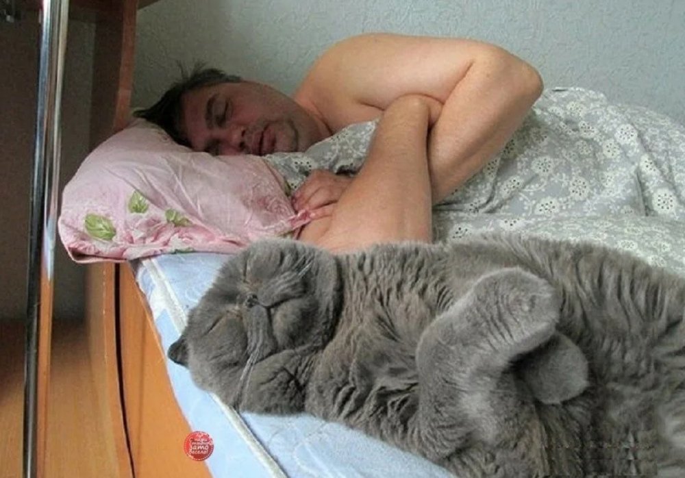 Кот спит на человеке Мем