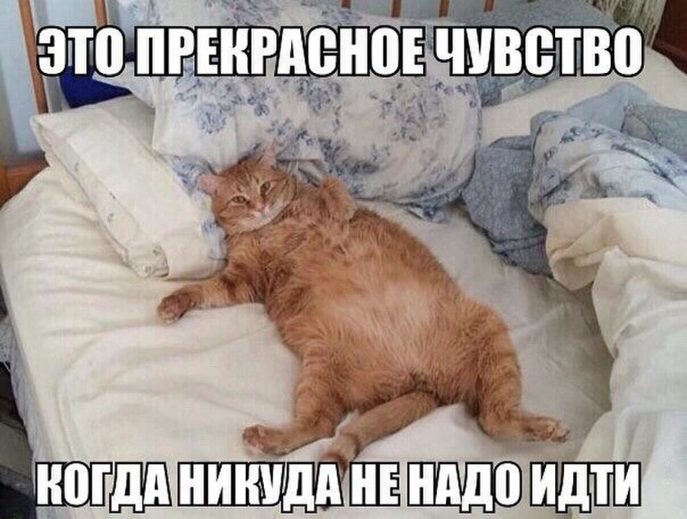 Толстый кот на кровати