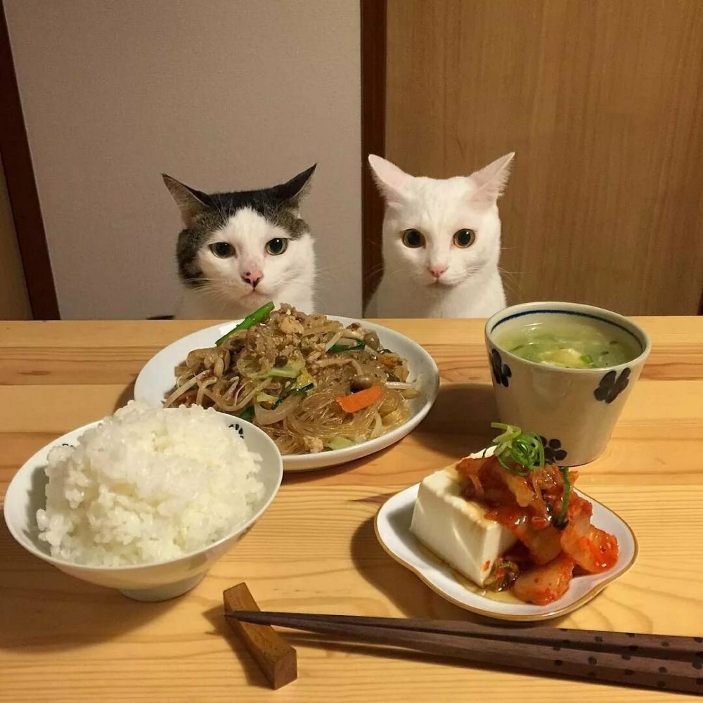 Смешные котики с едой