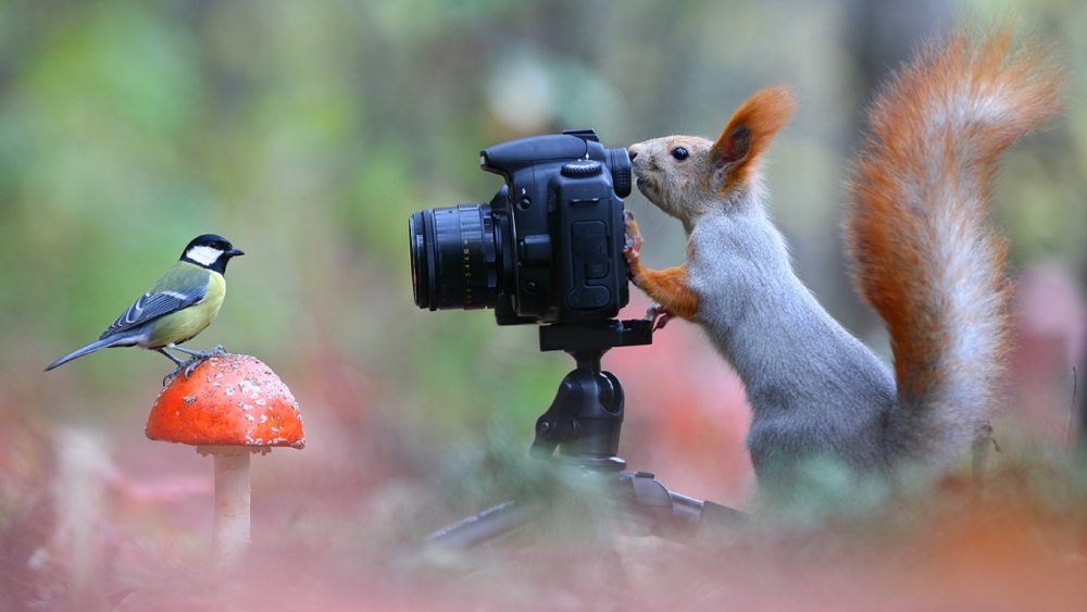 Животные с фотоаппаратом