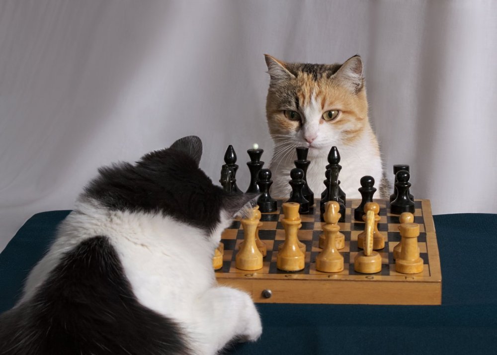 Шахматный кот