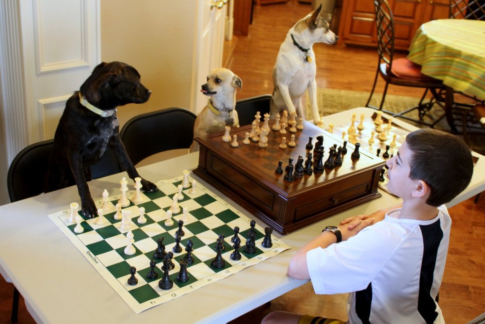 Собака шахматист