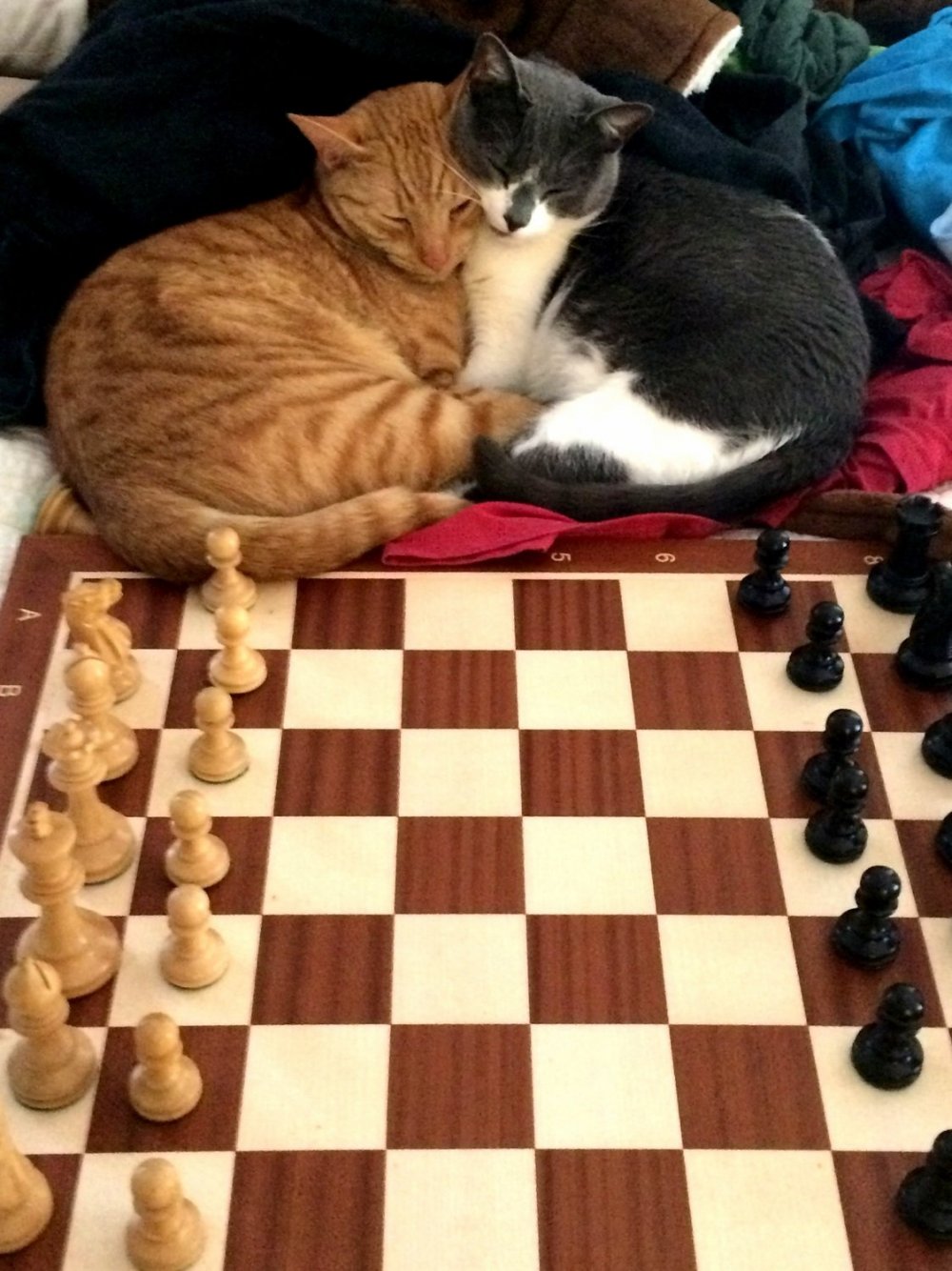 Коты шахматисты