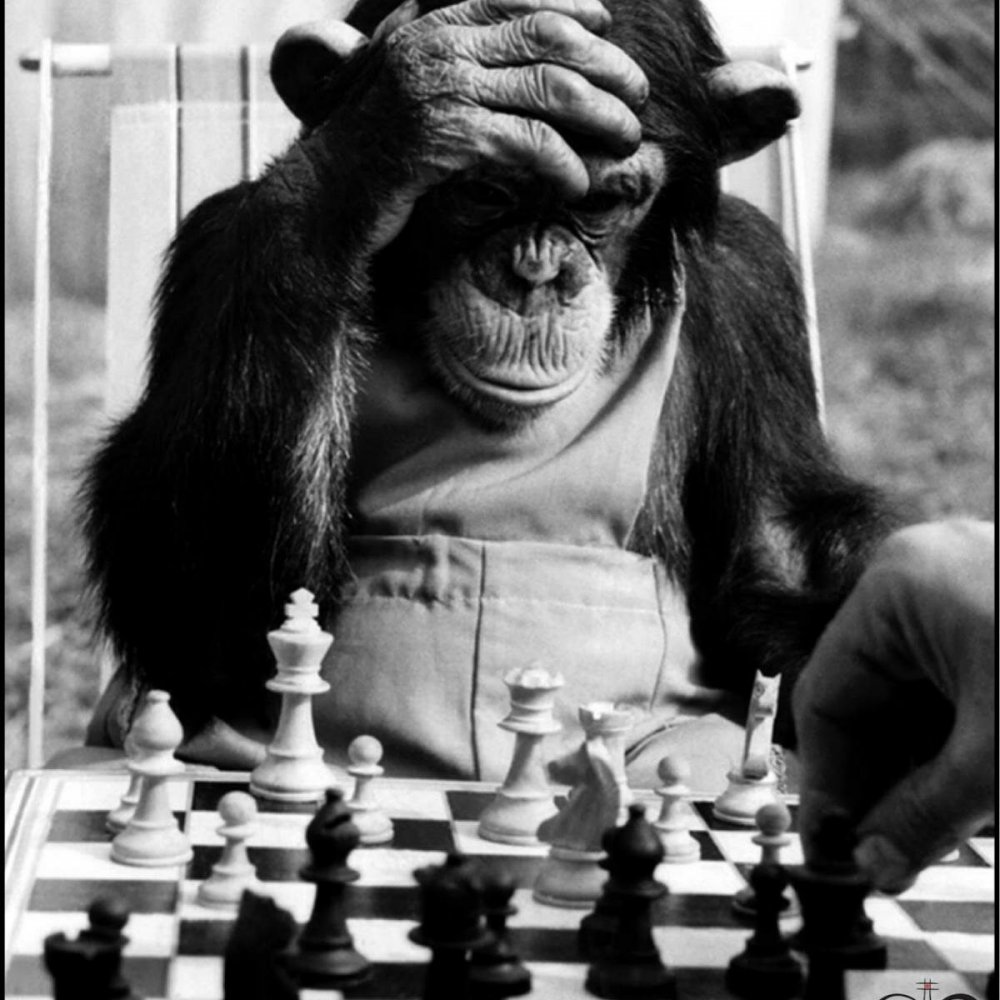 Обезьяна играет в шахматы