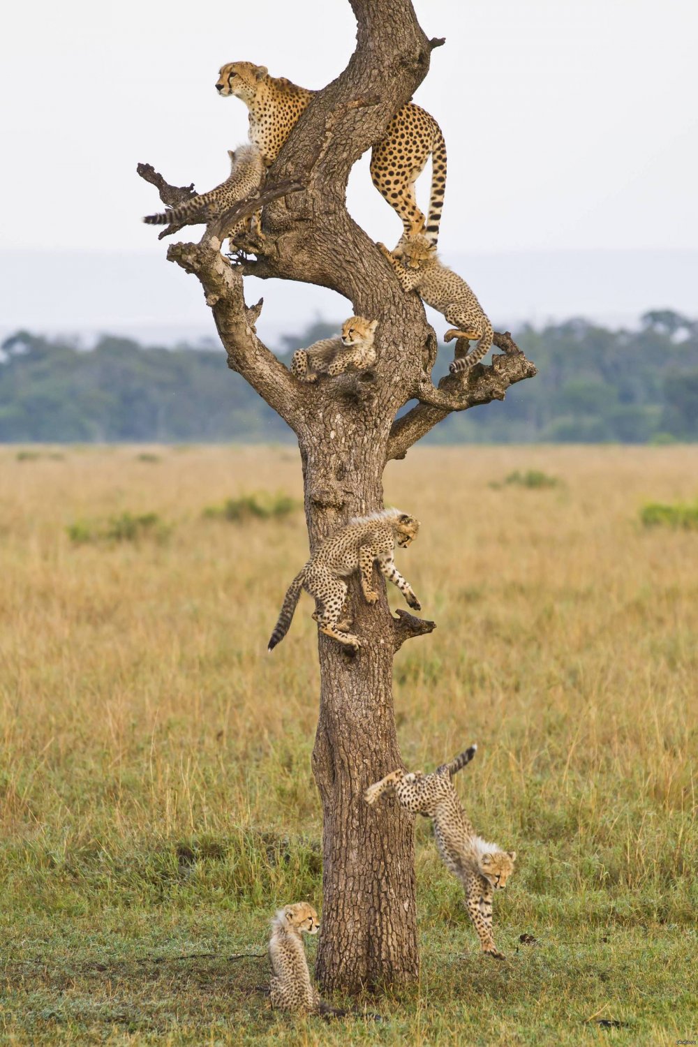 Гепарды в дикой природе