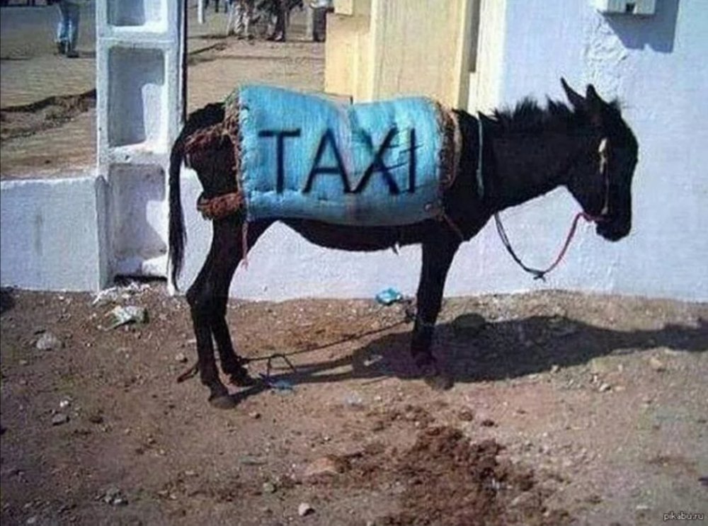Прикол ишак такси