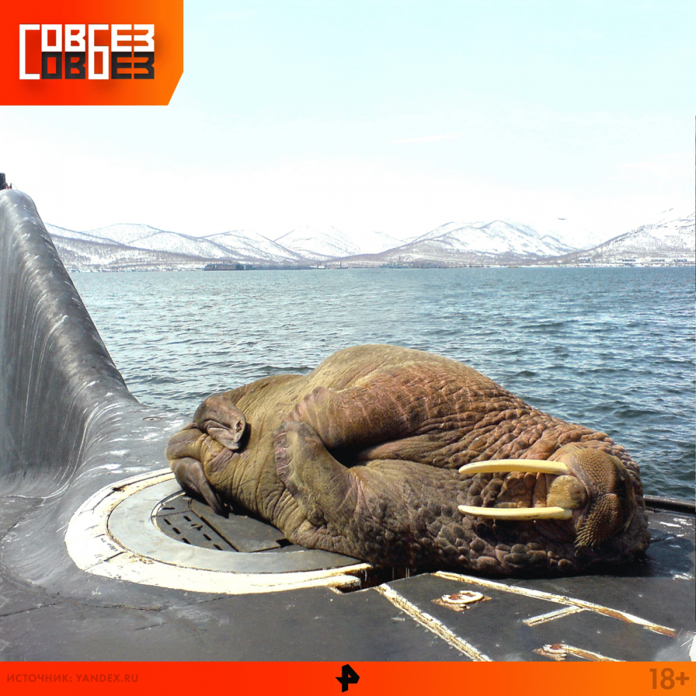 Морж спит на подводной лодке