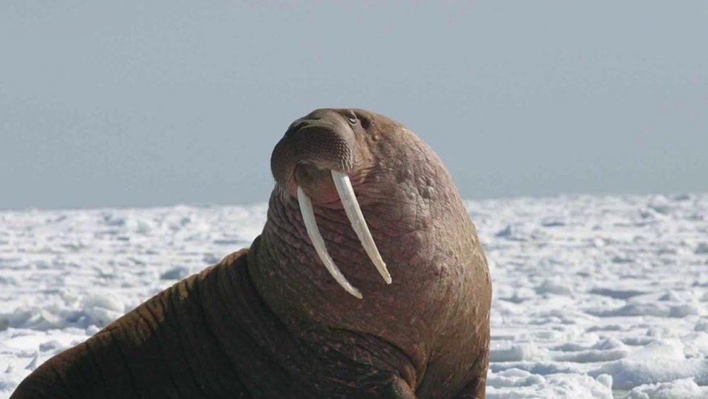 Морж на Северном полюсе