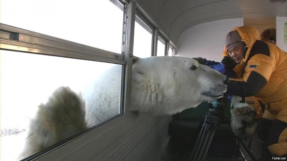 Медведь заглядывает в окно
