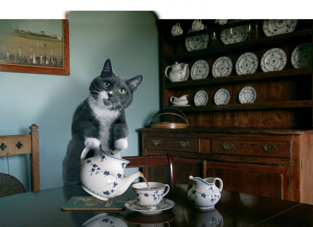 Чайник кот