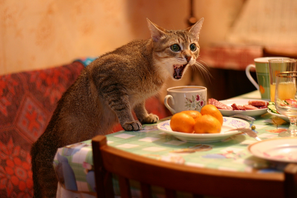 Кот завтракает