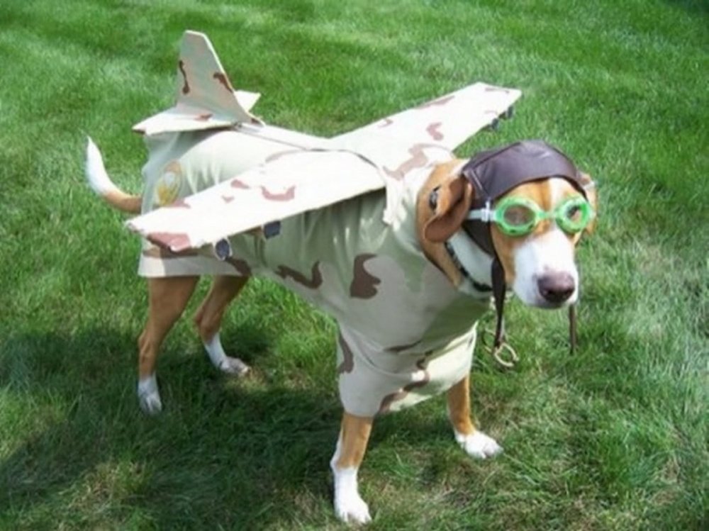 Костюм пилота для собаки