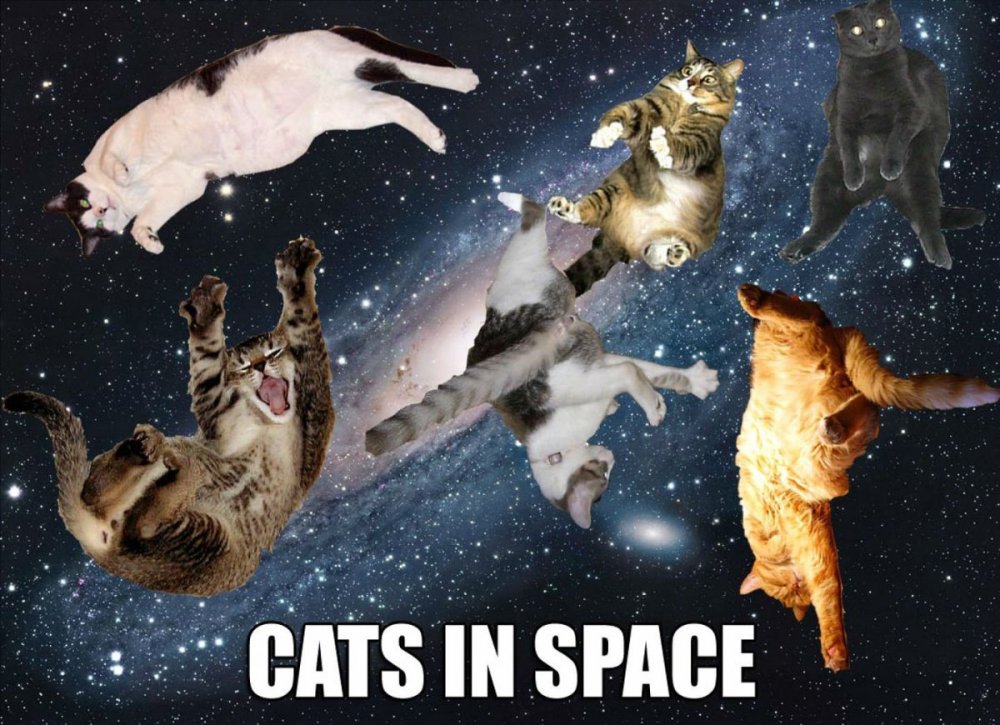 Кот летает в космосе