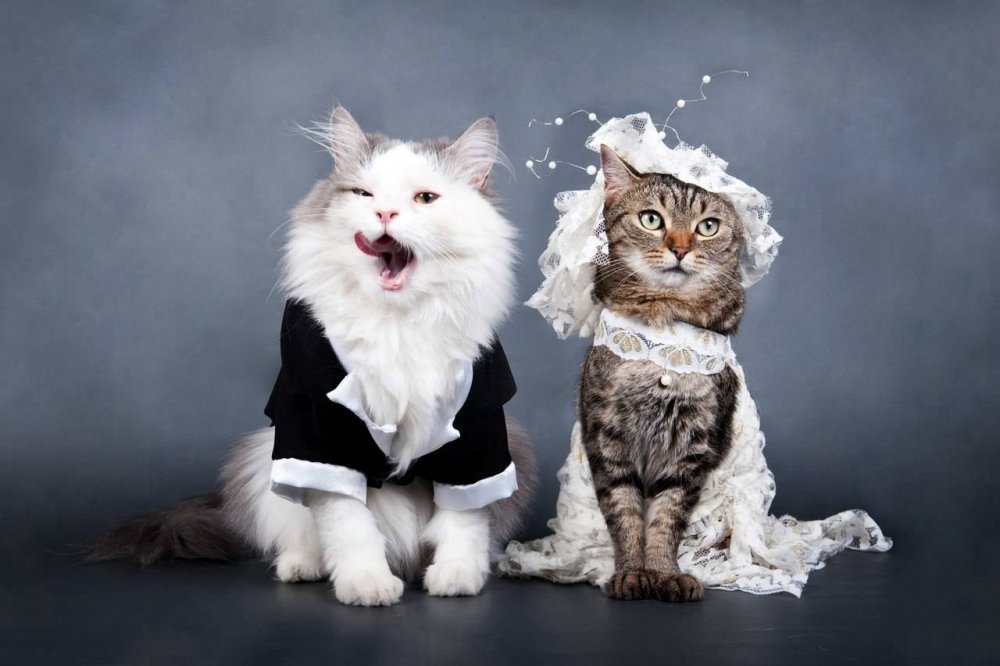 Котики жених и невеста