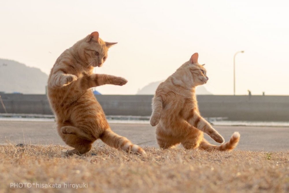 Танцующие кошки