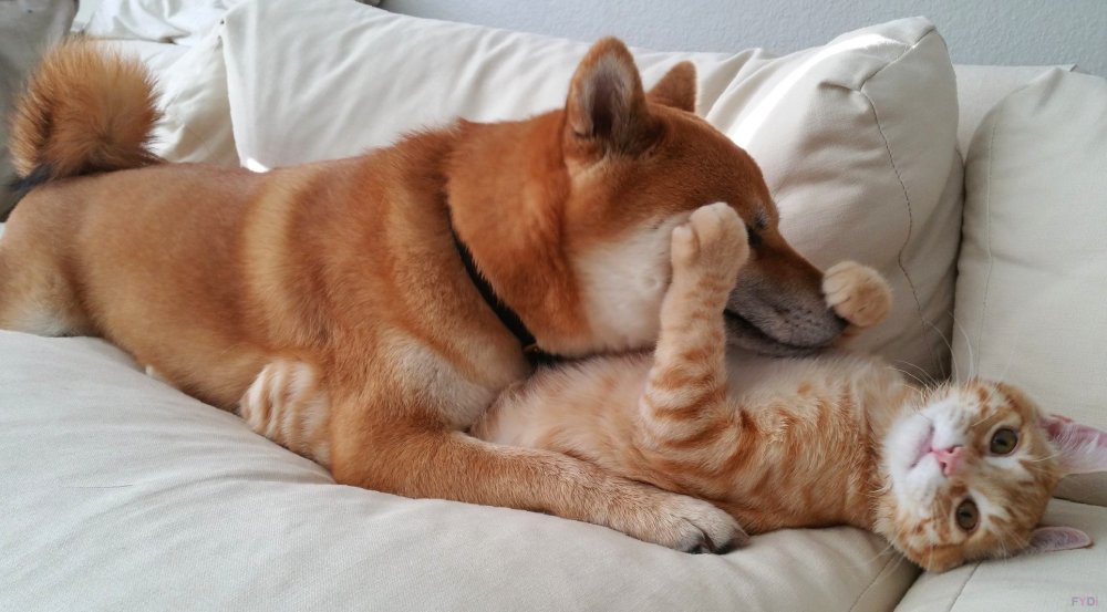 Кот обнимает собаку