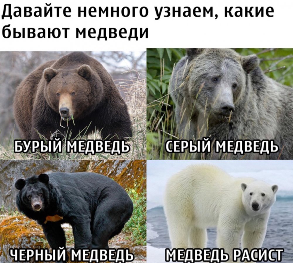 Приколы про медведей с надписями
