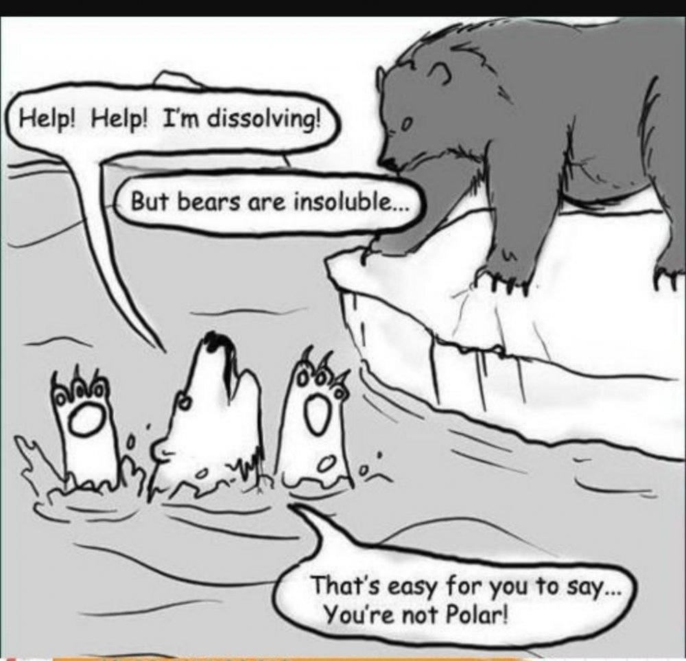 Анекдот про белого медведя