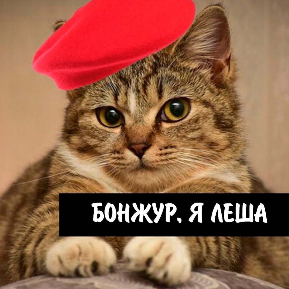 Le chat лёша