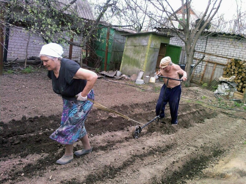 Бабка в огороде