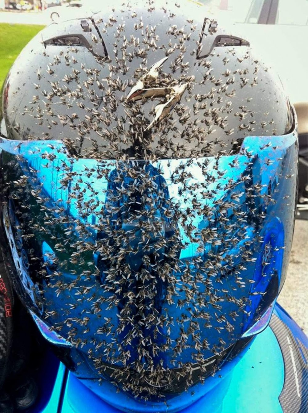 Мотоциклетный шлем в мухах