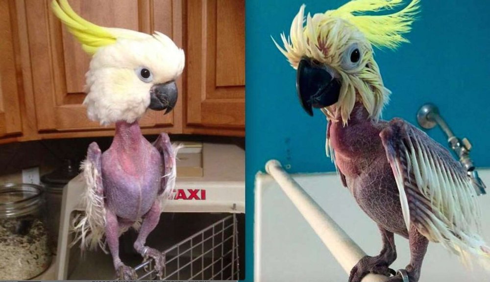 Взъерошенный попугай