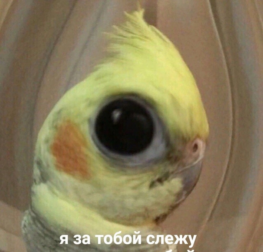 Попугай Мем