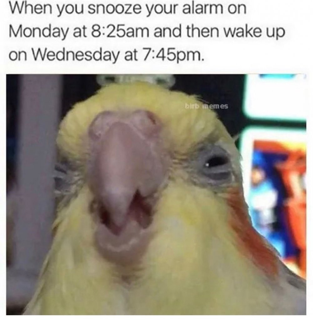 Мемы с попугаями