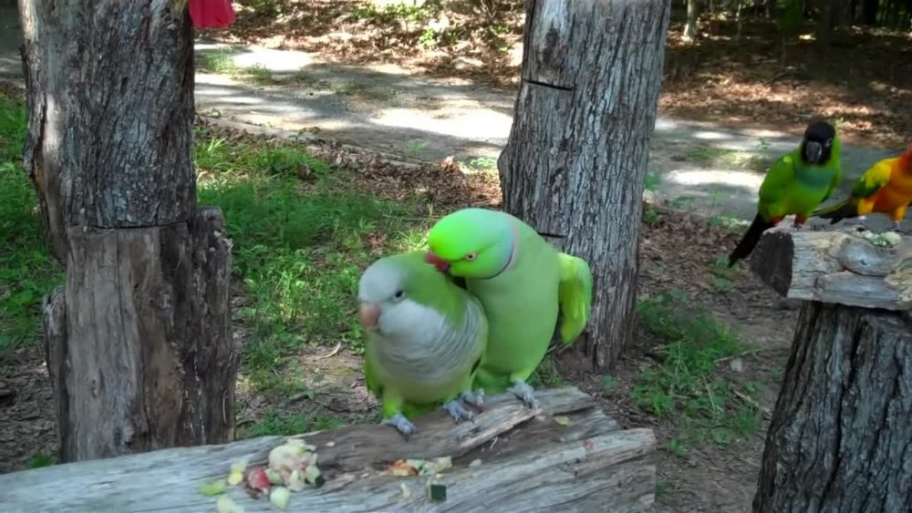Смешные видео про попугаев до слез