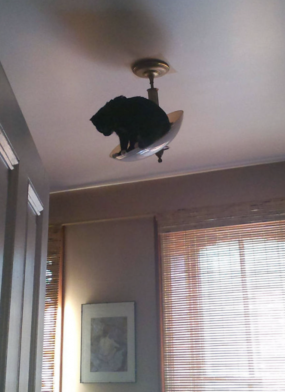 Кот в натяжном потолкк
