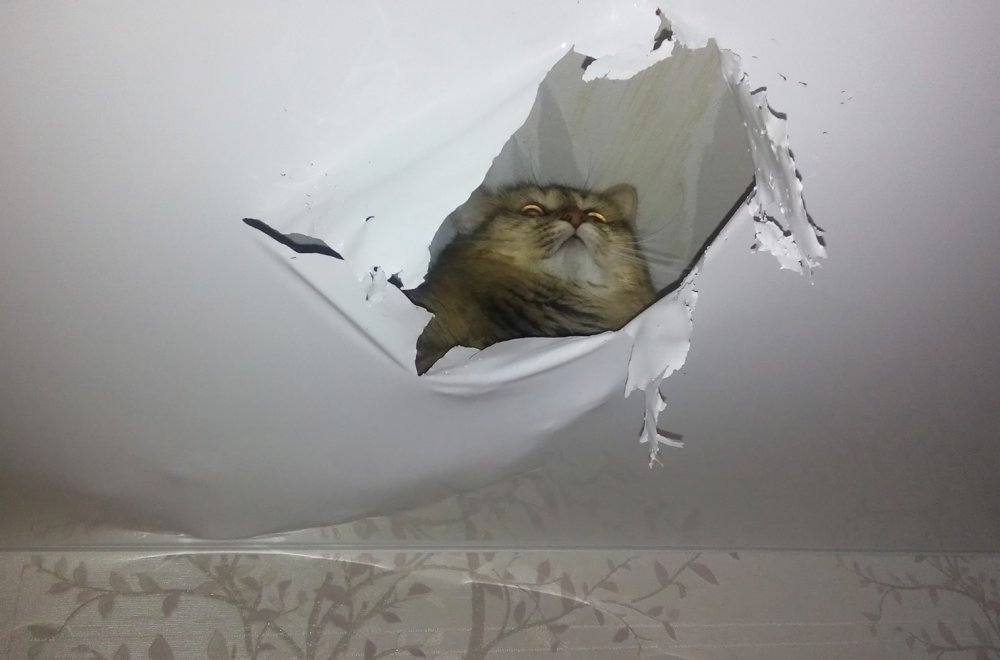 Коты порвали натяжной потолок