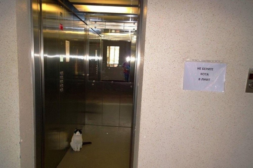 Кошачий лифт